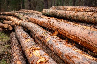 Kereste kesiyorum. Ağaç kesiyorum. Tarım ve ormancılık. Çam ağacı gövdesi. Kereste deposu. Ahşap kereste malzemesi. Yumuşak kereste. Çevresel sorunlar. Orman kaybı.