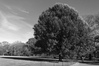 Devrilme ağacı, kopyalama alanı. Sonbahar ağacı. Sonbahar sezonunda doğa. Sonbaharda park et. Mevsimlik ağaç yaprakları. Doğal sonbahar manzarası. Doğanın sonbahar güzelliği. Central Park 'ta sonbahar mevsimi doğası. Amber gidiyor..