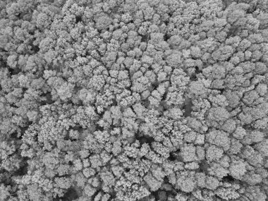 İlkbaharda yeşil orman manzarası. Doğa manzarası. Yeşil ormanın manzarası. Yaz ormanı. Ormanın manzaralı manzarası. Ormanın havadan görünüşü. Doğa güzelliği.