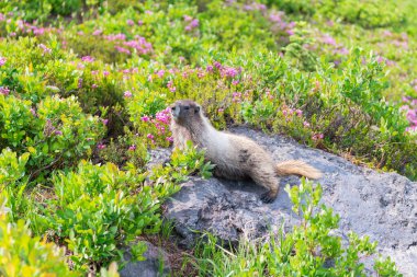 Marmot capybara. Dağ sıçanı vahşi dağ sıçanı. Dağ kemirgeni. Capybara açık havada. Hayvanat bahçesindeki vahşi hayvan. Parktaki dağ sıçanı. Kemirgen hayvan dağ sıçanı. Kemirgen dağ sıçanı hayvanı. Vahşi yaşam doğası. Hayvanat bahçesi.