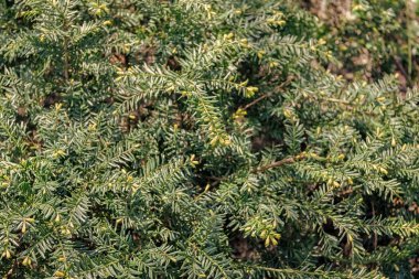 Taxus baccata. Porsuk yeşili çalılık arka plan. Kozalaklı köknar porsuğu. Evergreen porsuk bitkisi ya da Taxus.