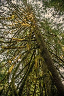 Yosun kaplı ağaç dalı Hoh Yağmur Ormanı 'nda. Hoh yağmur ormanlarında yosunlu ağaç dalı. Güzel doğa. Yağmur Ormanları.