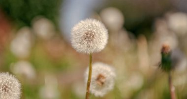 Karahindiba çiçeği. Makrodaki tüylü bir karahindiba saati. Çiçek tohumlarını ilkbaharda yaymaya hazırlanır. Karahindiba tohumu doğada. Karahindiba doğada. Makro çekim.