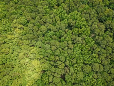 Tropik yeşil ormanın doğal manzarası. Gökyüzü manzaralı orman ağacı. Yağmur ormanlarının ekosistemi ve sağlıklı bir çevre. Yeşil ağaç ormanının arka planı. Ormanda yaz yeşili ağacı. Yağmur ormanı iklimi.