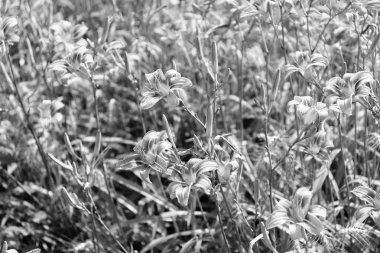 Gündüz çiçekleri. Turuncu gün çiçekleri güneş altında büyüyor. Doğada günlük Hemerocallis çiçeği. Yaz doğası. Çiçek açan bitkinin canlı infloresanları. Gündüzün çiçekleri.