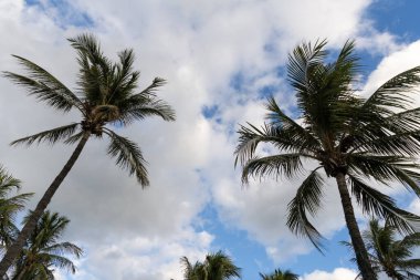 Palmiye ağacı. Florida 'da yaz tatili. Kaliforniya palmiyesi. Miami 'de tropik bir sahil. Palmiye ağacıyla tropik bir açık hava sahnesi. Tropik yaz tatili. Egzotik doğa. Yemyeşil palmiye yaprakları.