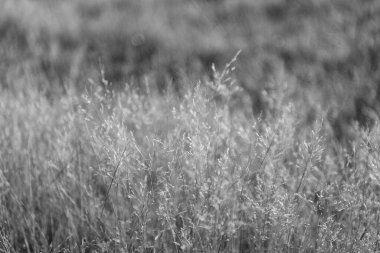 Kırsal kesimde. Sonbahar ya da sonbahar. Kuru çimenli kırsal doğa. Çimenli çimenli yaz çayırı. Saha doğası. Çayırlık çayır.