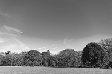 Sonbahar manzarası. Doğada sonbahar yaprakları olan ağaç. Sonbahar ormanı ya da sonbahar mevsiminde park. Central Park 'ta sonbahar ağacı. Sonbahar doğa manzarası. Mevsimlik sonbahar manzarası. Park doğası.
