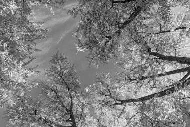 Sonbahar ormanlarında sarı yapraklar. Sonbahar doğa sahnesi. Orman ağacı tepesi. Sonbaharda ağaç tepesi. Sonbahar ormanındaki ağaç. Doğanın güzelliği. Sonbahar manzarası. Orman yürüyüşü.