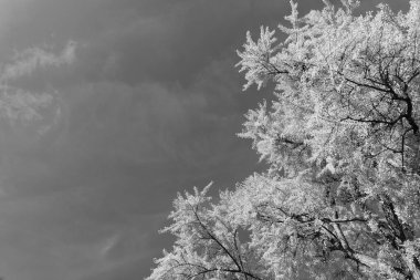 Sonbahar orman doğası. Ormandaki doğa. Dışarıda sıraya girin. Gökte sonbahar ağacı. Sonbahar sezonunda doğa. Parkta sonbahar sezonu. Ağaçta mevsimlik yapraklar. Doğal sonbahar ya da sonbahar mevsimi. Manzaralı manzaralar.