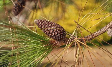Yeşil çam dalı. İğneli çam kozalağı. Çam ağacı dalı. Kozalaklı ağaç iğnesi gibi. Çam poleni. Ağaç dalı iğnesi ve koni ladini.