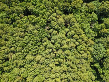 Orman doğası geçmişi. Yeşillik ormanda büyüyen ağaç. Doğa manzarası. Baharda manzara ormanı. Yaz havası manzaralı yeşil orman. Yağmur ormanlarının ekosistemi ve sağlıklı bir çevre. Doğa rezervleri.