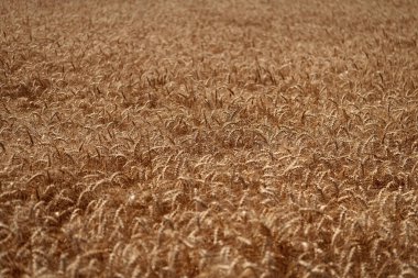 Organik gıda ekimi. Çavdarlı yaz tarlası. Olgun çavdar tarlasında hasat edilmeyi bekliyor. Çavdar mahsulü. Buğday hasadı. Tahıl tarımı ile tarlada tarım. Ekinler hasat ediliyor.
