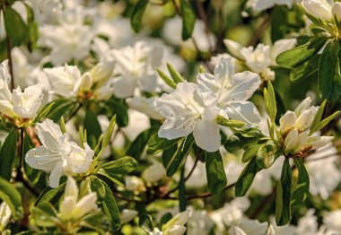 Beyaz çiçekli açelya bitkisi. Egzotik çiçek. Doğal çiçek bitkisi. Flora Doğa. Parlak açelya çiçeği doğada. Azalea çiçeği. Çiçek açan doğa yakın plan. Yaz tazeliği.