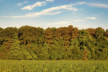 Yazın yeşil orman manzarası. Karışık ormanın doğası. Parktaki çayır manzarası. Yaz parkı doğası. Ormanın manzaralı manzarası. Halk parkı. Ormanın ve tarlanın doğası.