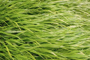 Yeşil çimenler. Doğa geçmişi. Yeşil doğa ve çimenlik bitki. Çimenli çimenli yaz çayırı. Taze doğa geçmişi. Çayırlık çayır.