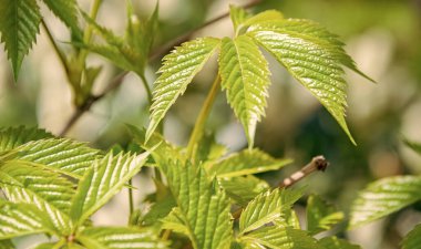 Bahar doğasında yeşil yaprak, parlak yapraklar, yeşil çevre. Baharda doğa. Üzüm asması. Parlak yeşil. Makroda üzüm ya da üzüm asması. Üzüm yeşili yaprak demeti.