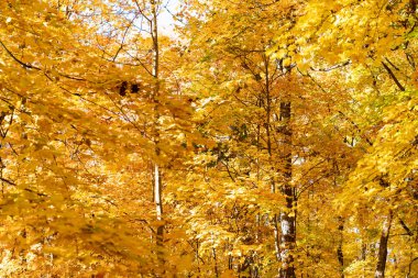 Sonbahar sezonu renkleri. Sonbaharda doğa. Sonbahar havası açık havada. Sonbahar doğa ormanında yapraklar. Düşen yapraklar. Akçaağaç ışıltısı. Sonbahar doğa ormanı. Turuncu ve sarı yapraklar.