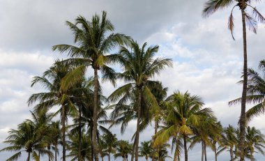 Kaliforniya palmiyesi. Miami 'de tropik bir sahil. Palmiye ağacıyla tropik bir açık hava sahnesi. Tropik yaz tatili. Egzotik doğa. Palmiye ağacı. Miami, Florida 'da yaz tatili. Palmiye yaprakları.