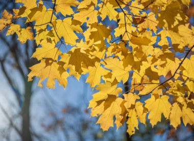 Sonbahar doğa ormanı. Turuncu ve sarı yapraklar. Sonbahar sezonu renkleri. Sonbaharda doğa. Sonbahar havası açık havada. Sonbahar doğa ormanında yapraklar. Düşen yapraklar. Sessiz orman.