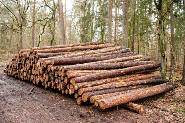 Ormanların tahrip edilmesi ve kesilmesi. Kesik odun yığını. Ağaç kütüğü, kereste kütüğü. Kereste hasadı. Kereste endüstrisi. Ormanların yok edilmesi. Ormandaki ağaç kütüğü. Çam ağacı kütüğü. Yumuşak kereste. Sert kereste..