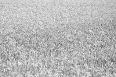 Ekin tarlasında hasat. Olgun arpa tarımı. Tarlada hasat edin. Ekin hasadı. Sonbaharda mısır hasadı. Hasat zamanı tarım buğday tarlası. Kırsal kesim. Organik ürünler.