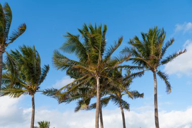 Palmiye ağacı. Florida 'da yaz tatili. Kaliforniya palmiyesi. Miami 'de tropik bir sahil. Palmiye ağacıyla tropik bir açık hava sahnesi. Tropik yaz tatili. Egzotik doğa. Yemyeşil palmiye yaprakları.