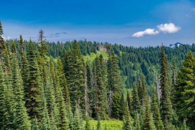 Dağdaki yeşil orman manzarası. Karışık ormanın doğası. Manzaranın doğası. Manzaralı orman manzarası. Ormanlı tepe manzarası. Doğa dağ ormanı. Fısıldayan çam ağaçları.