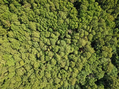 Yağmur ormanlarının ekosistemi ve sağlıklı bir çevre. Orman doğası geçmişi. Ormanda büyüyen ağaç. Doğa manzarası. Baharda ormanın manzarası. Yaz havası manzaralı yeşil orman. Doğal mucize..