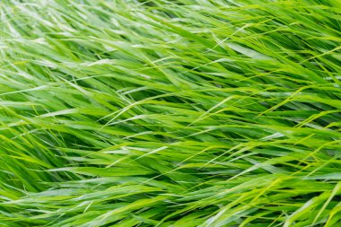 Yeşil çimen arka planı. Yeşil çimenli doğa. Çimenli çimenli yaz çayırı. Yeşil doğa geçmişi. Otlak arazisi çayırı. Çimen arka planı. Doğa ortamı.