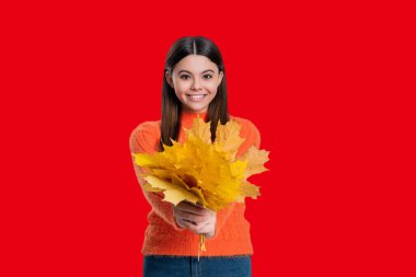 Sonbahar akçaağaç yaprakları. Sonbaharda düşen akçaağaç yaprakları. Sonbahar kızı şık görünüyor. Sonbahar sezonu. Sonbahar sonbahar tarzında bir kız. Kırmızıda izole edilmiş sonbahar modunda yeniyetme modunda. Seçici odak.