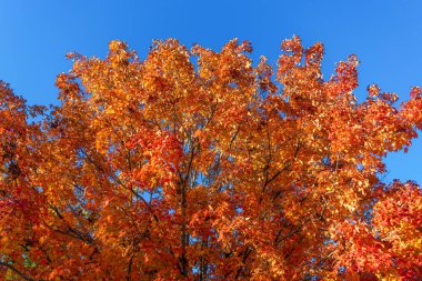 Sonbahar sezonu renkleri. Sonbaharda doğa. Sonbahar havası açık havada. Sonbahar doğa ormanında yapraklar. Düşen yapraklar. Sonbahar doğa ormanı. Turuncu ve sarı yapraklar. Altın saat.