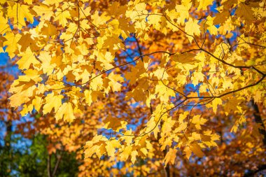Sonbahar yaprakları renk değiştirir. Doğal sonbahar havası. Sonbahar meltemi. Mevsimlik orman. Doğal düşen yapraklar. Ağaçta sonbahar yaprakları. Sonbahar mevsimi doğası. Parlak renk düşüyor. Sonbahar mevsimi.