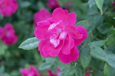 Baharda gül bahçesi. Gül çalısı. Doğada güzel taze güller. Bahçede pembe çay gülleri çalısı. Çiçek açan yaz çiçekleri. Yumuşak çiçek yaprakları.