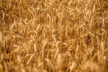Buğday tarlası. Altın buğday tarlası. Altın buğday arka planda kulaklar. Tarımsal tarla manzarası, buğday manzarası, güzel bir yaz manzarası. Ekin tarlası. Tahıl hasadı. Altın çivili.