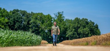 Mısır tarlası çiftçisi yürüyor. Tarımsal mısır tarlası hasat mevsimi. Çiftçilik reklamı. Ekin tarlasında hasat yapan adam. Sahadaki hasatçıyı. Arazi ve tarım. Mısır tarlasında çiftçi.