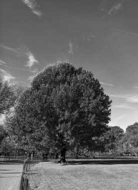 Park doğası. Sonbahar manzarası. Doğada sonbahar yaprakları olan ağaç. Sonbahar ormanı ya da sonbahar mevsiminde park. Central Park 'ta sonbahar ağacı. Sonbahar doğa manzarası. Mevsimlik sonbahar manzarası. Sonbahar Ormanı.
