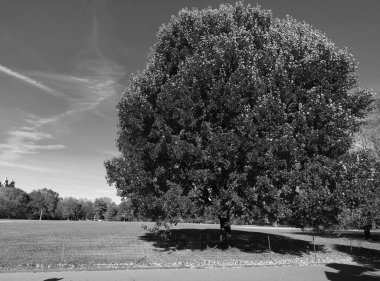 Mevsimlik ağaç yaprakları. Doğal sonbahar manzarası. Doğanın sonbahar güzelliği. Central Park 'ta sonbahar mevsimi doğası. Devrilme ağacı, kopyalama alanı. Sonbahar ağacı. Sonbahar sezonunda doğa. Sonbaharda park et. Yaprak dökümü.