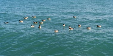Kanadalı kaz. Denizde kaz. Deniz kuşu. Hayvan ve doğa. Kanada kazı. Suda yüzen bir grup ördek kuşu. Kanada Kaz Göleti.