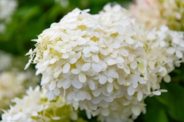 Yazın açık havada ortanca. Ortanca çiçek bahçesi. Yaz ortancaları. Yaz baharı doğası. Ortanca. Çiçek açan bahar çiçeği. Yaz çiçeği. Sera bahar bitkisi.