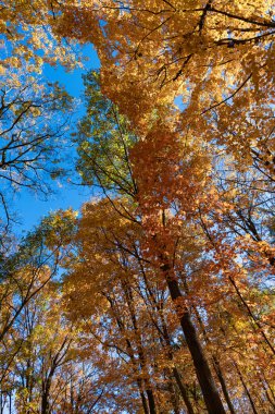 Turuncu ve sarı yapraklar. Sonbahar sezonu renkleri. Sonbaharda doğa. Sonbahar havası açık havada. Sonbahar doğa ormanında yapraklar. Düşen yapraklar. Sonbahar doğa ormanı. Ahşap güzellik.