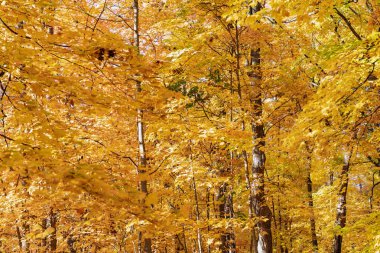 Sonbahar yaprakları renk değiştirir. Doğal sonbahar havası. Mevsimlik orman. Doğal düşen yapraklar. Ağaçta sonbahar yaprakları. Sonbahar mevsimi doğası. Parlak renk düşüyor. Parkta yürü. Sonbahar mevsimi.