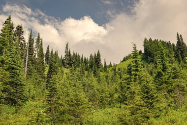 Dağ ormanlarının doğası. Dağdaki yeşil orman manzarası. Karışık ormanın doğası. Manzaranın doğası. Ormanın manzaralı manzarası. Ormanlı tepe manzarası.