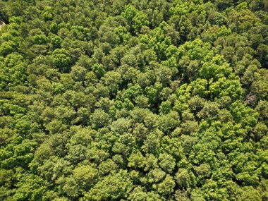 Yağmur ormanlarının ekosistemi ve sağlıklı bir çevre. Orman doğası geçmişi. Yeşillik ormanda büyüyen ağaç. Doğa manzarası. Baharda ormanın manzarası. Yaz havası manzaralı yeşil orman. Çevre.