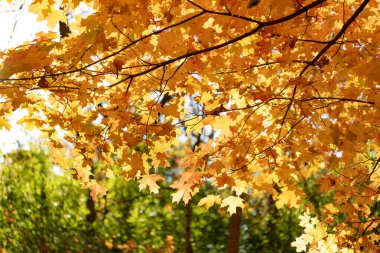 Sonbahar doğa ormanı. Turuncu ve sarı yapraklar. Sonbahar sezonu renkleri. Sonbaharda doğa. Sonbahar havası açık havada. Sonbahar doğa ormanında yapraklar. Düşen yapraklar. Orman yürüyüşü.