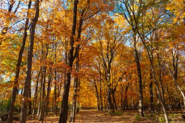 Düşen yapraklar. Sonbahar doğası ağaç dalları. Turuncu ve sarı yapraklar. Sonbahar sezonu renkleri. Sonbaharda doğa. Sonbahar havası açık havada. Sonbahar doğa ormanında yapraklar.