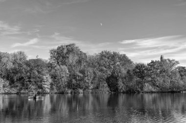 Central Park göletinde kürek çeken insanlar. Sonbaharda Central Park 'ta renkli devrilmiş ağaçlar. Sonbahar doğası. New York City Central Park 'ta gölde teknesi var. Sonbahar manzarası. Kayık kiralama.