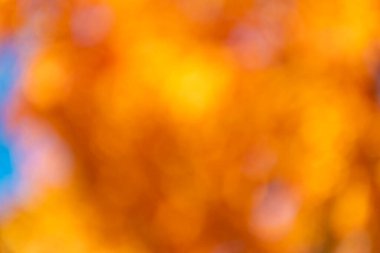 Kimseyle turuncu sonbahar geçmişi yok. Odaklanmamış bulanıklık sonbahar rengi. Sonbahar sezonu. Bulanık sonbahar arka planı. Odaklanmamış sonbahar rengi. Bulanık arkaplan.