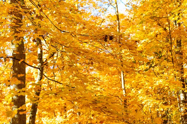 Sonbaharda doğa. Sonbahar havası açık havada. Sonbahar doğa ormanında yapraklar. Düşen yapraklar. Amber Ormanı. Sonbahar doğa ormanı. Turuncu ve sarı yapraklar. Sonbahar sezonu renkleri.