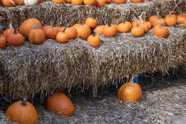 Saman üstünde Cadılar Bayramı kabağı. Mutlu Cadılar Bayramı. Sonbaharda kabak hasadı. Ölüm günü. Ölü Cadılar Bayramı kabağı. Şeker mi şaka mı? Cadılar Bayramı 'nın tüm bayramlarını kutlayın. Tüm Cadılar Bayramı. 31 Ekim.